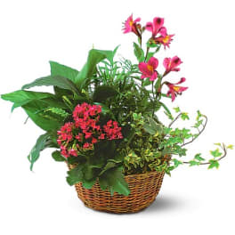 Basket arrangement with pink flowers and assorted green plants