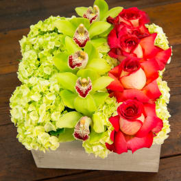 Red roses and green orchids arranged in a rectangular box with pale hydrangeas
