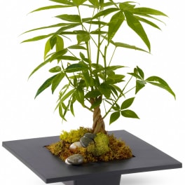 Money Tree by Teleflora