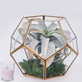 Air plant in a geometric glass terrarium with moss