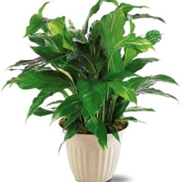 Potted green houseplant in a beige ceramic planter