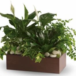 Green plant arrangement in a rectangular brown planter with white stones