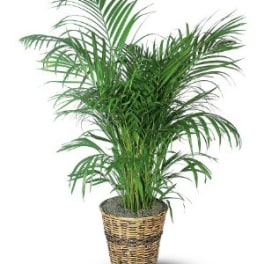 Potted palm plant in a woven basket planter