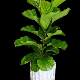 Potted fiddle leaf fig plant in a white textured planter