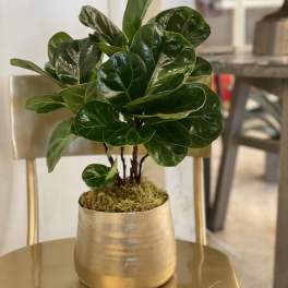 Fiddle Leaf Fig Mini