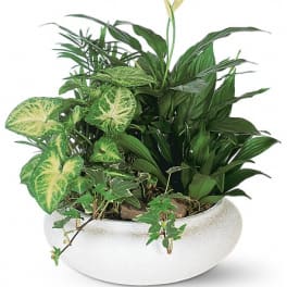Mixed green houseplants in a white ceramic planter