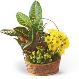 Yellow daisy bouquet in a woven basket with large tropical leaves