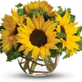 Round glass vase filled with large yellow sunflowers and curly branches in the water.