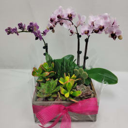 Wooden planter with pink and purple orchids and assorted succulents wrapped with a bright pink bow