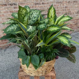 Basket of assorted green houseplants in a woven planter