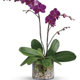 Purple orchid plant in a glass vase with pebbles