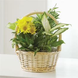 Basket arrangement with yellow daisies and assorted green plants