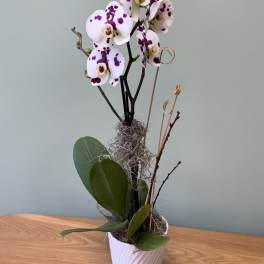 Potted orchid with white and purple spotted blooms in a white vase