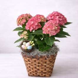 Easter Hydrangea Garden