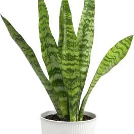 Potted snake plant with tall variegated green leaves in a white planter