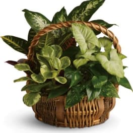 Basket of assorted green houseplants with a woven handle