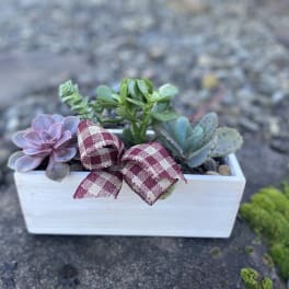 Small succulent arrangement in a white rectangular planter with a plaid ribbon