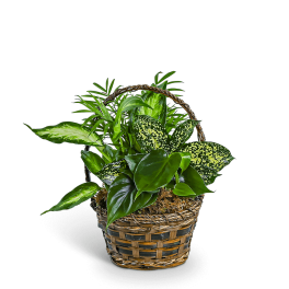 Basket of assorted green houseplants in a woven container