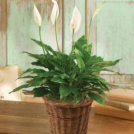 PEACE LILY FLOOR PLANT 6"D