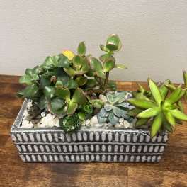 Succulent arrangement in a rectangular ceramic planter