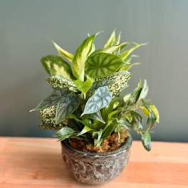 Potted green houseplant in a textured ceramic pot
