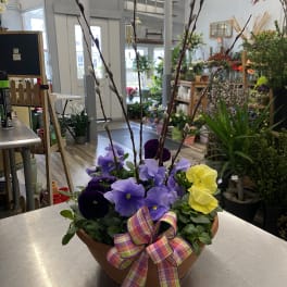Pansy arrangement in a terracotta bowl with pussy willow branches and a plaid ribbon