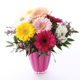 Colorful gerbera daisies arranged in a pink vase