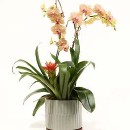 Potted orchid arrangement with peach blooms and a red bromeliad