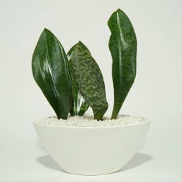Potted snake plant in a white bowl planter with white pebbles