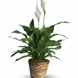 White peace lilies in a woven basket planter