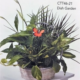 Dish garden in a woven basket with assorted green plants and a butterfly pick