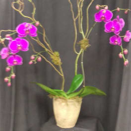Potted orchid arrangement with bright purple blooms and twisting branches