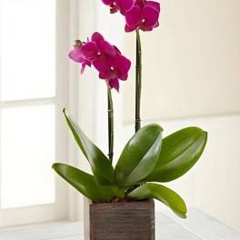 Potted orchid with bright pink blooms in a square wooden planter