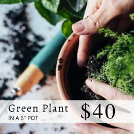 Hands potting a green plant in a small terracotta pot
