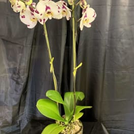 Potted orchid plant with white and purple-spotted blooms