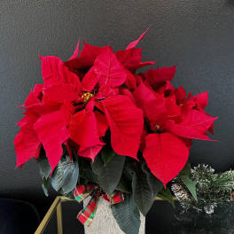 Poinsettia Plant by Lucy's Flowers