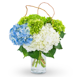Blue, white, and green hydrangeas in a clear glass vase