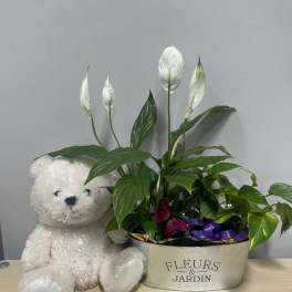 Potted peace lily with a teddy bear in a metal container