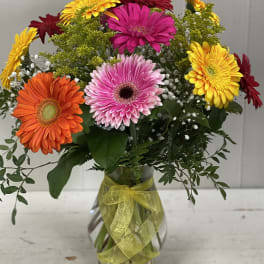 Gerbera Brights