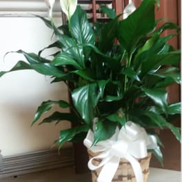 Potted peace lily with white blooms in a woven basket tied with a white bow