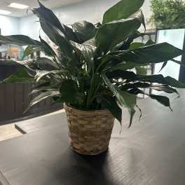 Potted green houseplant in a woven basket cover