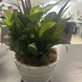 Potted green foliage plant in a white ceramic container