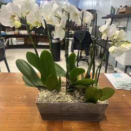 White orchids in a rectangular wooden planter