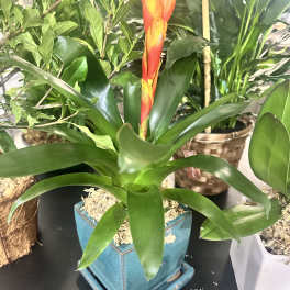 Potted bromeliad with a tall orange flower spike in a blue square planter