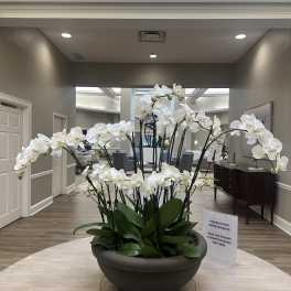 White orchids arranged in a large bowl planter on a table