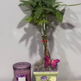 Money Tree & Candle