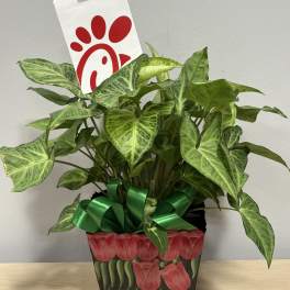 Potted green houseplant with a Chick-fil-A tag and ribbon