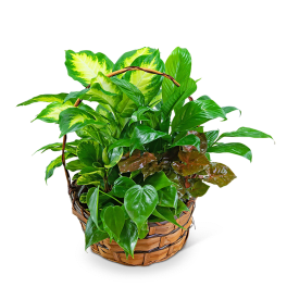 Basket of assorted green houseplants