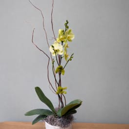 Potted orchid arrangement with pale yellow blooms and tall curly branches