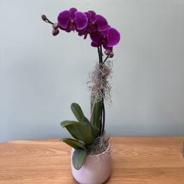 Potted purple orchid with broad green leaves in a pale pink pot